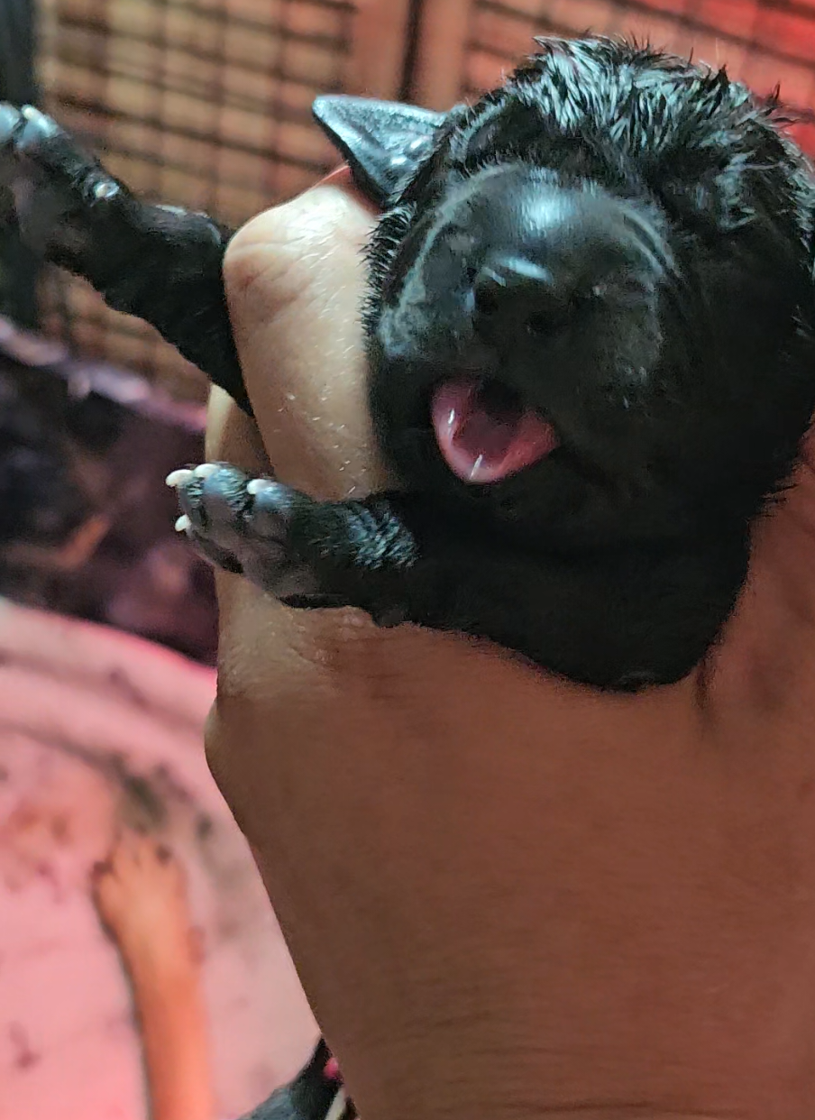 Quality is never an accident, go hard or go home!! #corsiamore #corsiamorekennels #canecorso #italianmastiff  #puppiesmakeeverythingbetter                        I do not own rights to this music/song. 