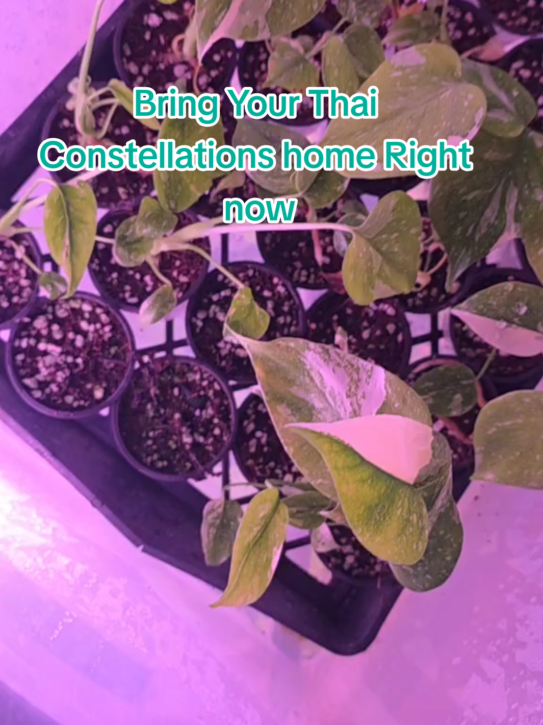 Bring yours home now. Thai Constellations Monstera #garden #plantlover #tiktokshop #monstera 