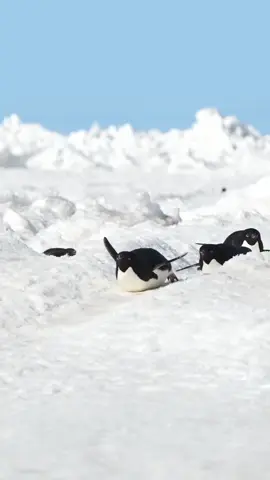 ❄️Such cute penguins #penguin #bird #nature #white #beautiful 