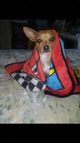 te extraño mucho mi MEJOR amigo mi compañero  fiel ##smalldogs #fyp #missyoudog #fyptiktok #chihuahua 