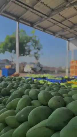 Mangga jepara #jepara24jam #mangga #fyp #manggajepara #fypage 