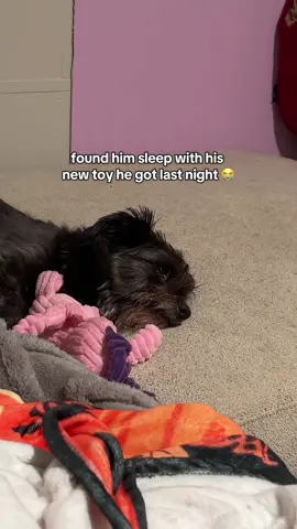 These squeaky toys aren’t just for playtime—your pup will love them so much they’ll even sleep with them #tiktokshoprestock #TikTokShopBlackFriday #TikTokShopCyberMonday #dogtoy #squeakydogtoy 