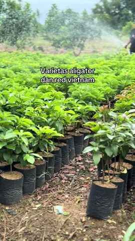 Ready bibit alpukat super berbagai jenis batang kokoh & rimbun. ketinggian mulai 50cm sampai 2 meter siap di kebunkan & di buahkan. *  langsung dari petani✅ *  bibit valid / asli✅ *  terjamin aman & amanah 100%✅ *  indukan sudah pernah berbuah✅ *  bisa kirim sampai alamat✅ *  bisa bavar di tempat ✅ *  bisa datang di kebun kami ✅ *  bisa ecer & grosir/partai✅ *  pesan grosir harga lebih murah✅     *  tersedia armada pengiriman✅ info & pemesanan bisa langsung dm atau wa/telp : 0857-0969-3466