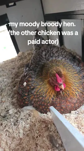 my hen is broody! I've removed her eggs daily, i take her out of the nesting box and make her drink water. She walks around for a while but then ends up right back in the nesting box. what can I do to break this? we can't have chicks because we are not allowed to have a rooster or more then 4 hens. Can I just let her be? let me know ♡  #backyardchickens #chickensoftiktok #farmfreshegg #tiktok #fyp #foryou #chickens 