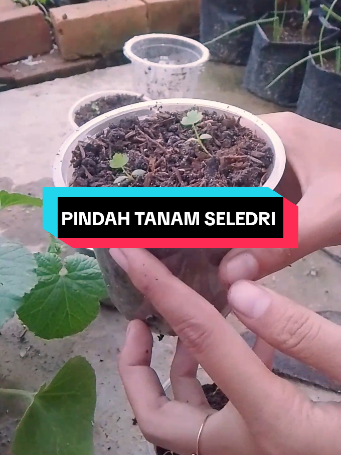 Akhirnya seledriku punya rumah baru🤗 Setelah penantian yg lumayan panjang. Semoga bisa bertumbuh terus yaa #berkebun #berkebundirumahaja #gardening #seledri #tanamsayur 