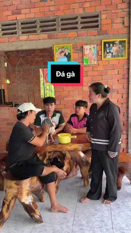 Đá gà #sinl #metub 
