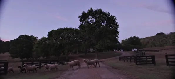 Counting Sheep: The Crossing of the Sheep of Snow Creek