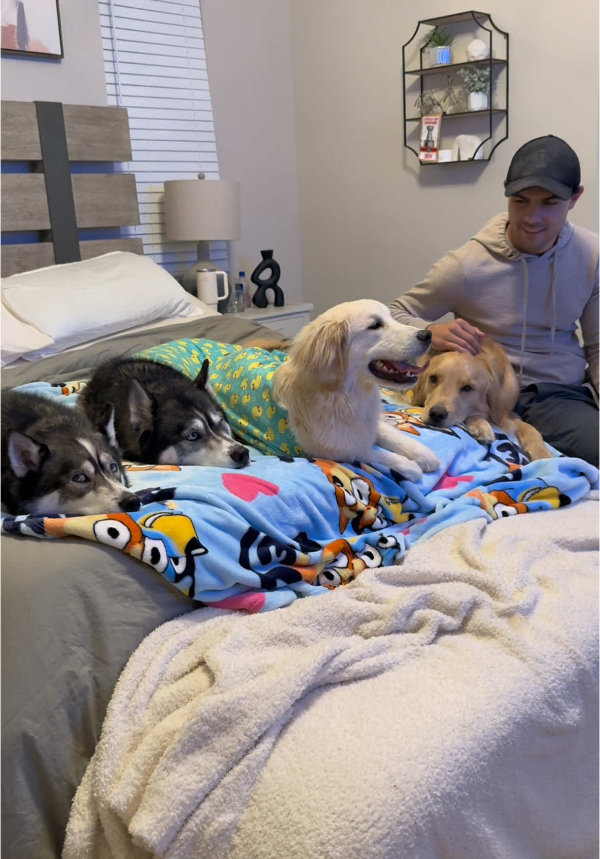 I do feel like Blue’s tantrum about this is coming… #dogsoftiktok #dogsoftiktokviral #husky #goldenretriever #puppy 
