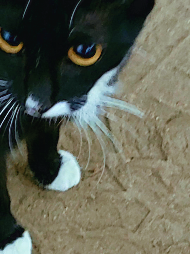 yego un nuevo gatito #gatos #gatosrescatados #gatosabandonados #nombre #kokoniko 