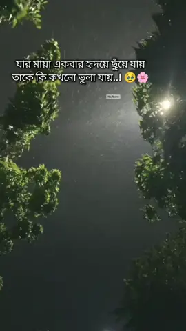 :যার মায়া একবার হৃদয়ে ছুঁয়ে যায় তাকে কি কখনো ভুলা যায়..! 🥹🌸