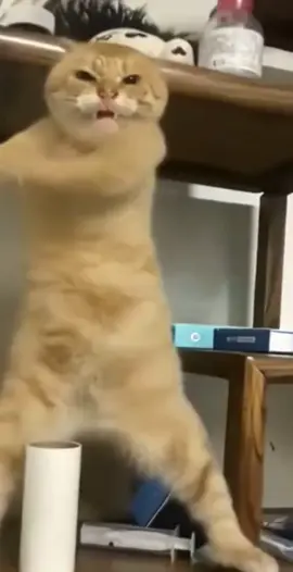 #memecat #cat #dancingcat 