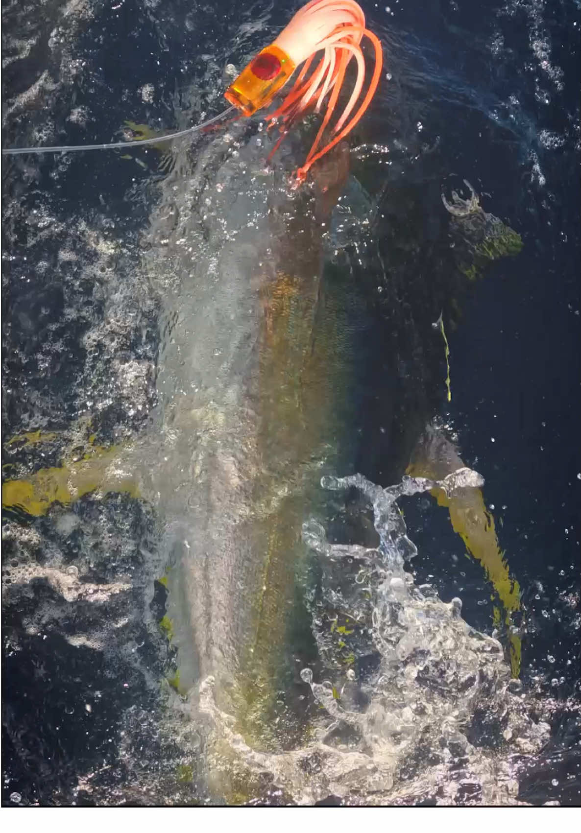 Nature sure has a way of creating some pretty fish, and the Yellowfin Tuna has gotta be right at the top of the list… #BuiltToFish @GoPro #GoPro