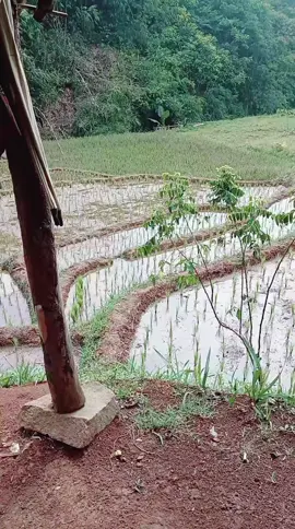 Nyawah dulu Jum'at berkah...