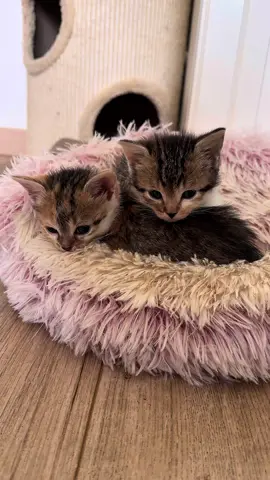 Voici le parcours de nos petites recrues… Découvrez leurs noms en fin de vidéo  #policecat #cat #police #chat 