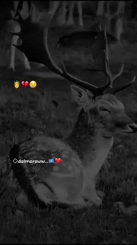 jacayl la matalo ma miro dhalo💔😭#@iskalaaji__official #qalbijab😥💔😥 #vewsproblem🥺 #jawi_bila🌊❤️🌴 #somalilyrics🌺😕💎 #foryoupage❤️❤️❤️foryou💞💞 