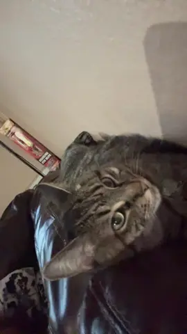 #catsoftiktok #cats #lazycat #lovemycat #fypシ 