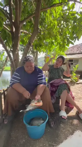 miara lauk setan🤣🤣 #fyp #viral #markibok  #vidio 