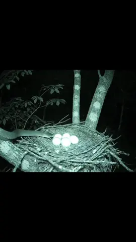 Every nest has its secret guardian. #morecla 