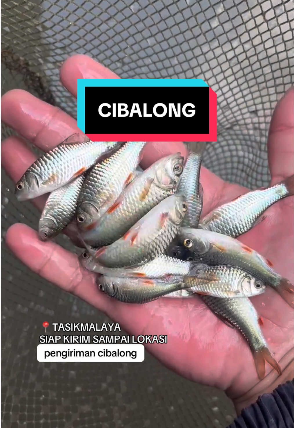 cibalong #jualikan #benihkan #fyp #tasikmalaya #gammafish