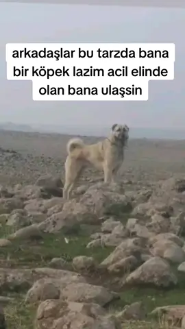 elinde olan bana ulaşsin . . #buzağı #inek #kangal#fyp#foryou#keşfeteyiz 