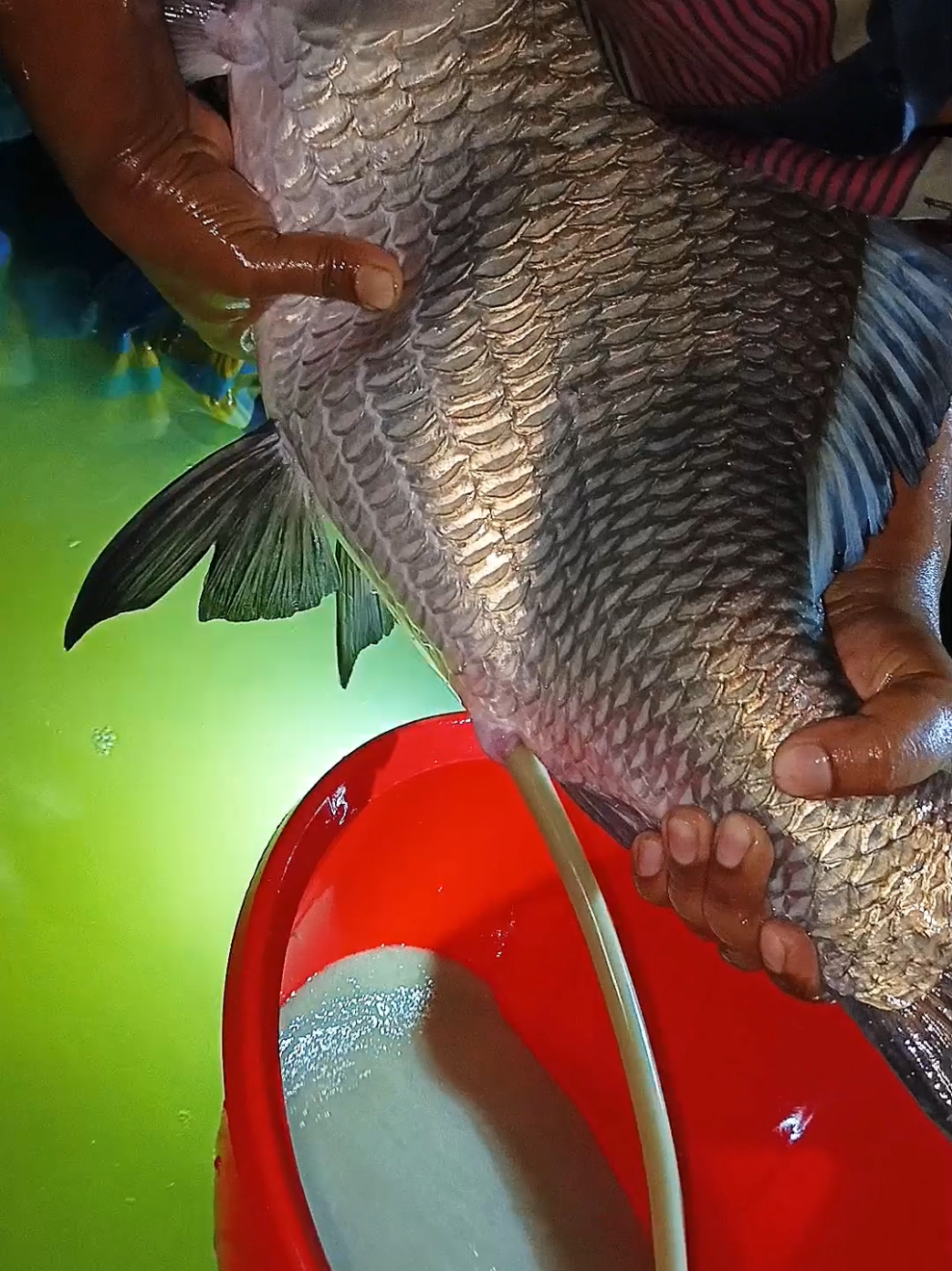 Amazing Fish Breeding System #reels #trending #viral #tiktokviral 