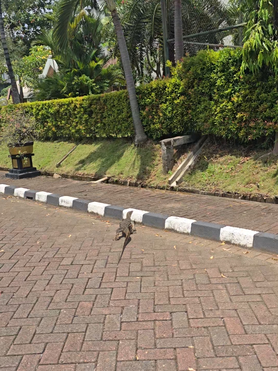 🚗 Lagi naik mobil pelan-pelan di komplek, eh tiba-tiba ada binatang gede nyebrang jalan 😲 Ada yang tau ini hewan apa ya? 🐾 #UnexpectedEncounter #AnimalCrossing #LifeInTheNeighborhood #biawak #hewan #fyp 