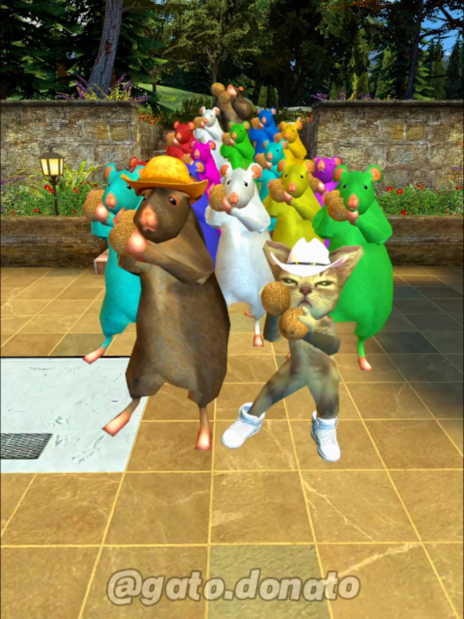 El Coco No #gatodonato #gato #rato #cat #rat #musica #dança #gmod