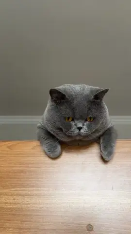 #catsworld_2k25 #support #catsoftiktok #catsofttiktok #catslovers 