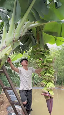 Trồng chuối, trừ hoa.#nôngnghiệp #chuối #plant 
