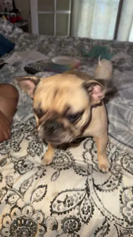 Awww poor baby #babygirl#poorbabyfrenchie#frug #pug#frenchiesoftiktok  