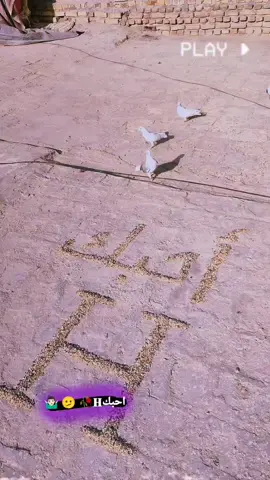 #مرتضى_حمزة 