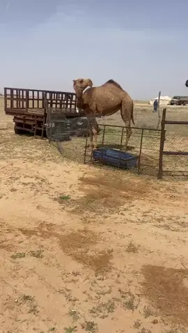 #مشاهير_تيك_توك #الشعب_الصيني_ماله_حل😂😂 #الابل_عطايا_الله_عشاق_البداوة_🐪😍 #