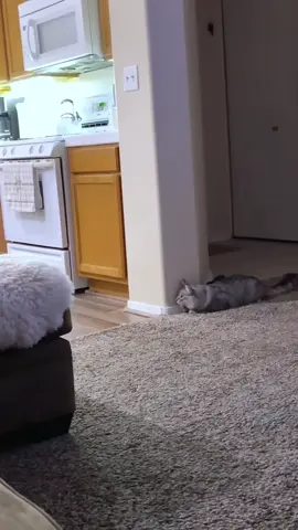 funny cats and WWE #cats #funny #cat #viral #foryoupage 
