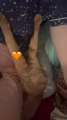 #fyp #orangecat #cat #cattok #cats 