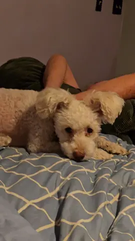 thinking #dogssupportdogs #dogsoftiktok #funny #5seconds 