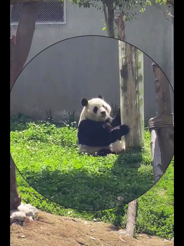 🐼🤕 #panda #giant #giantpanda #viral #fy 