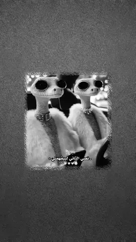 منشنيها بسرعه 😂😂😭🦦 #شعب_الصيني_ماله_حل😂😂 #مالي_خلق_احط_هاشتاقات #لايكاتكن 