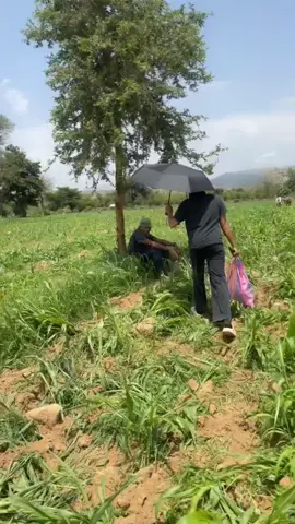 Aboy marey ❤️☘️☘️.      A father like you is a gift: strong, caring, and full of love. You gave us everything without ever thinking about yourself. To me, you're not just my father—you're my greatest role model.🌿#Atkarona #tserona💙🌿 #eritrea#🥰💦#habeshatiktok #eritreangirl #