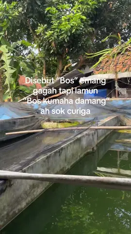 Manawi aya bos😬 #peternakmuda #budidayalele #peternaklele #fyp 