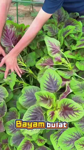 Bayam Bulat, Sayur Segar untuk Setiap Hari 🥬 #sayursegar #bayambulat #tanamanorganik #hobiBerkebun