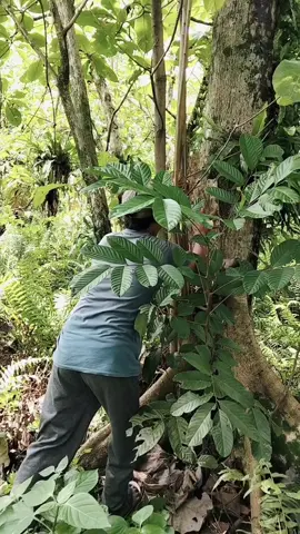 paman ini dapet burung langka😱 #petualangan #alamliar #penemuan #viral #fyppppppppppppppppppppppp 