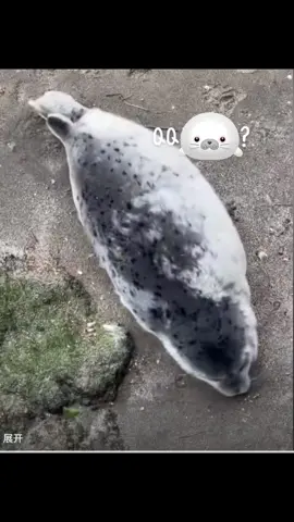 #seal #baby #kid #foryou #fpy 