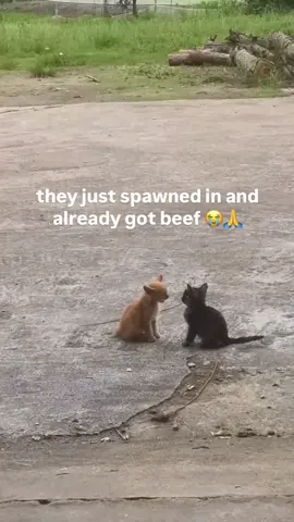 They just spawned in and already got beef😭 #fyp #memes #memes #viral #cat #cats #kitty 