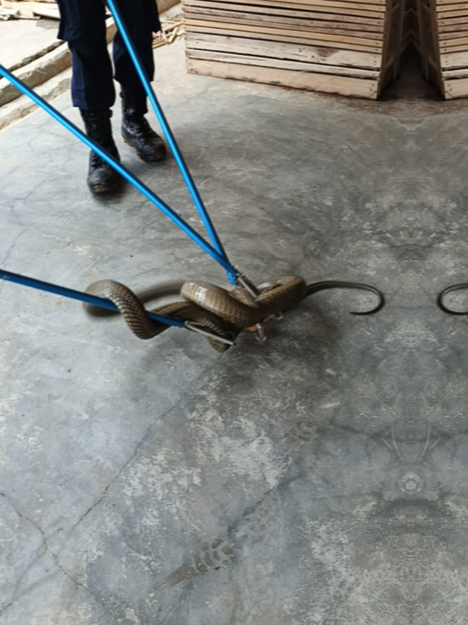 Evakuasi Ular King Cobra yang di lakukan oleh tim Damkar Kab. PALI #CapCut  #fyp  #viral  #pemadamkebakaran  #damkarindonesia 