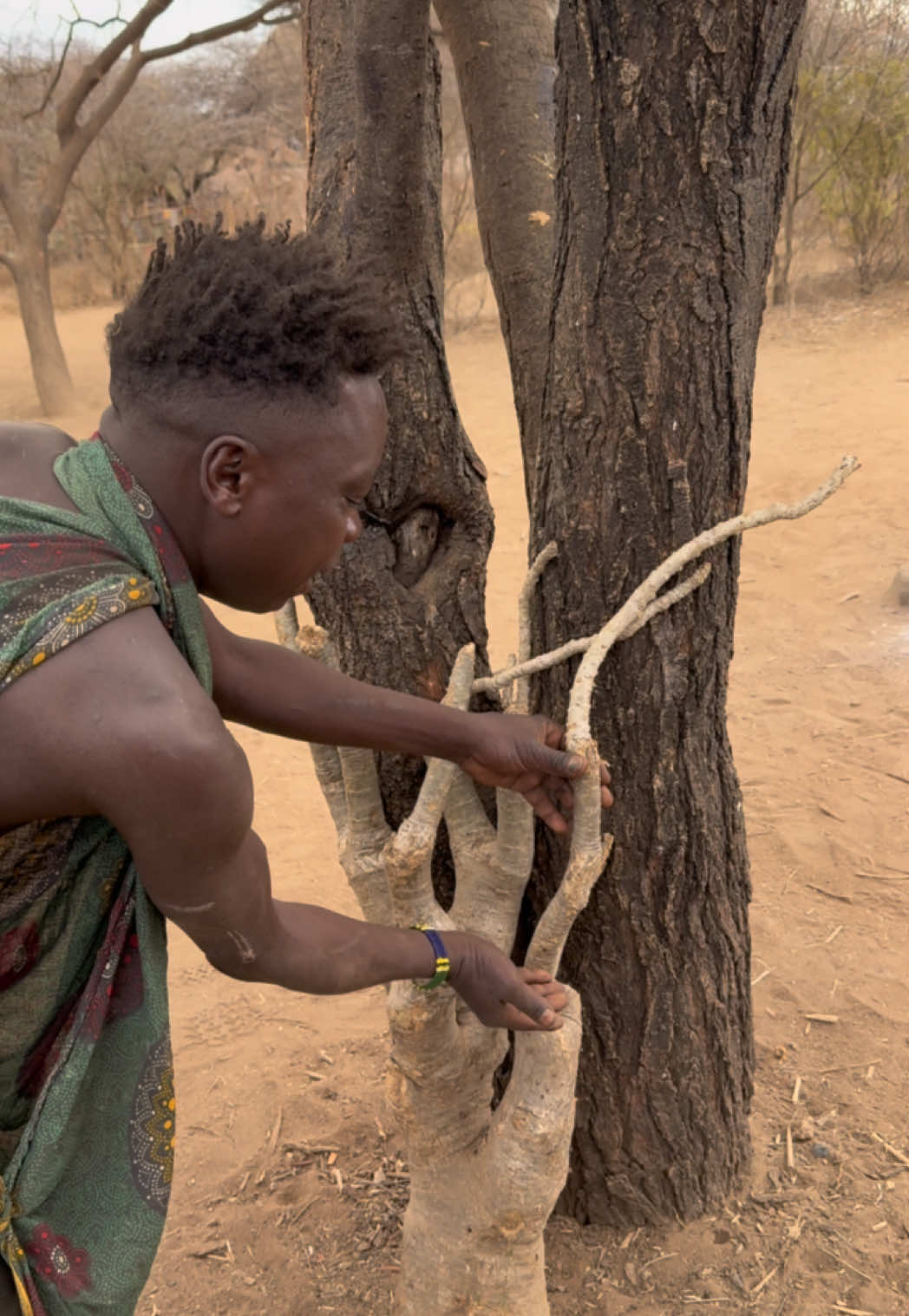 Duduqwe teaching guest how to make a poison arrow for Hunting Elephants 🐘🦁 #africastories #villagelife #FoodLover #usa🇺🇸 #hadzabetribe 