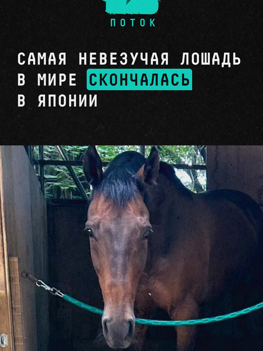 Самая невезучая лошадь в мире скончалась в Японии #новости #поток #лошадь #япония