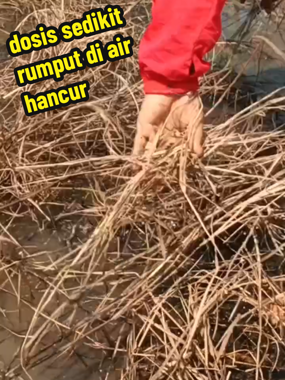 herbisida racun kontak bisa membasmi rumput#teki #ilalang #senggani #pakis 