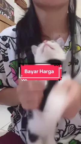 Harga sebuah Konten menari di bayar Lunas 😭 #babykittens #catlovers #catparents #catlife #soundviral #tiktokviral 