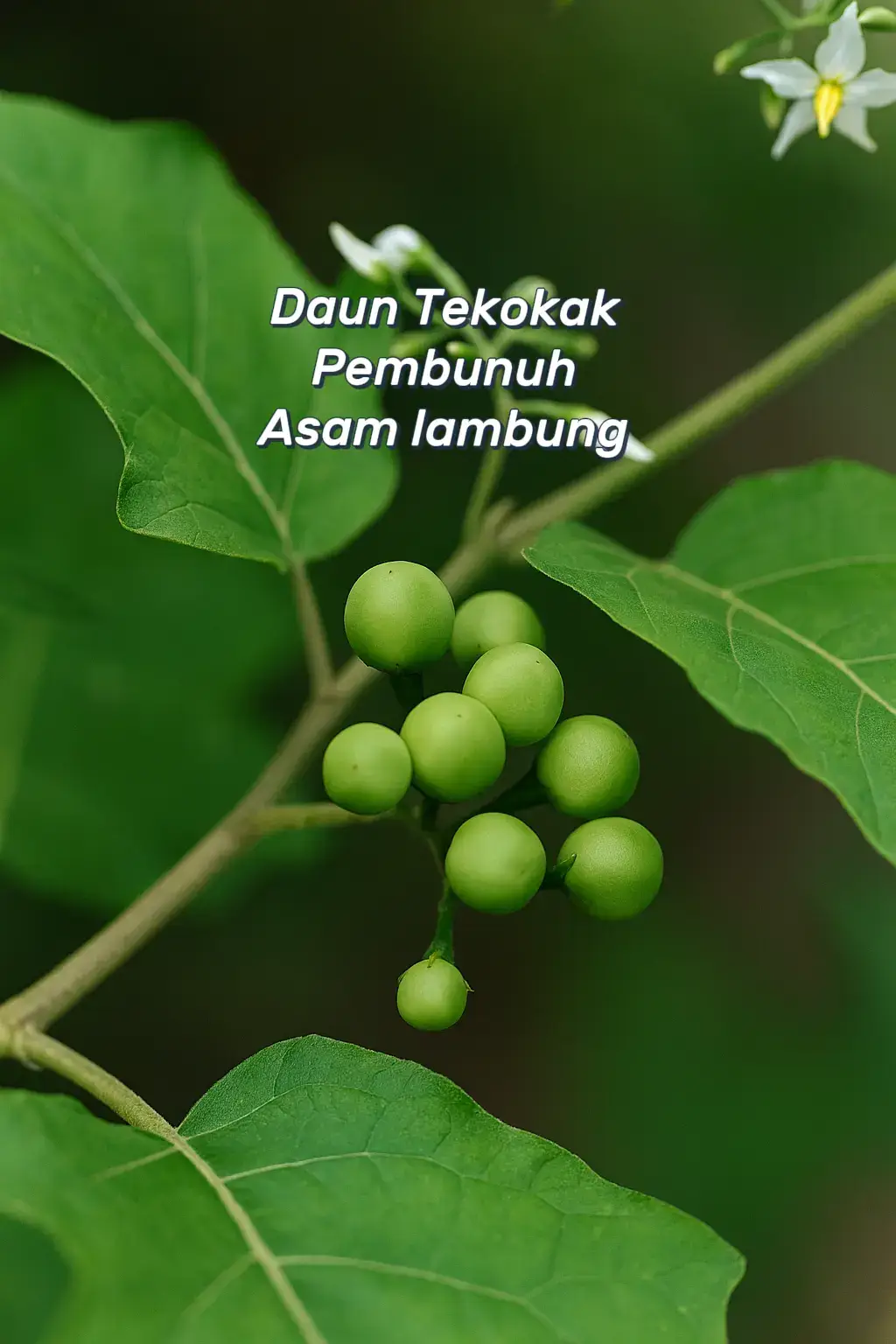 Buat kamu yang punya asma lambung wajib banget nonton video ini  #dauntekokak #buahtekokak #tekokak #herbal #sehatalami 