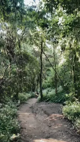 Tenang Dan jauh dari hiruk pikuk perkotaan 🍃  #gunung   #hutan   #hutanlumut   #gunungbuthak 